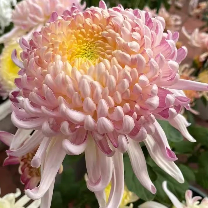 【国华圣者】稀有九月大花菊盆栽菊花苗耐寒植物开花大菊花带花苞