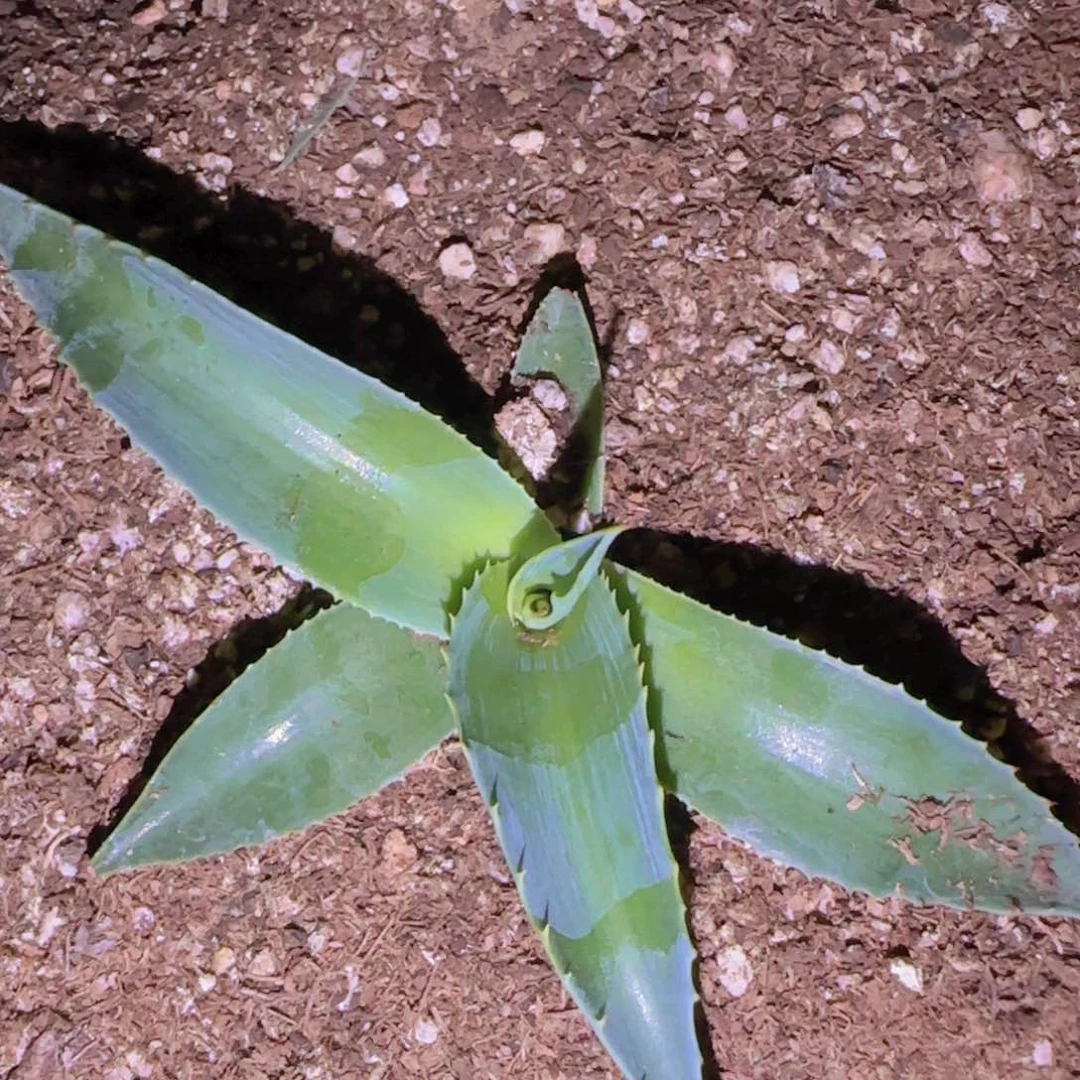 块根植物块根植物块根