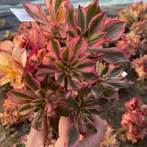 729魅影砍过根少满25包邮多肉