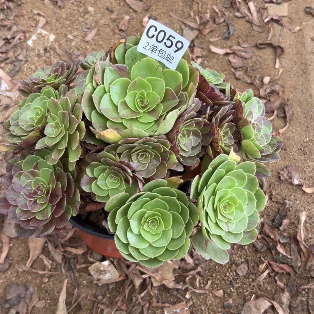 059多肉  花月夜 不包断头