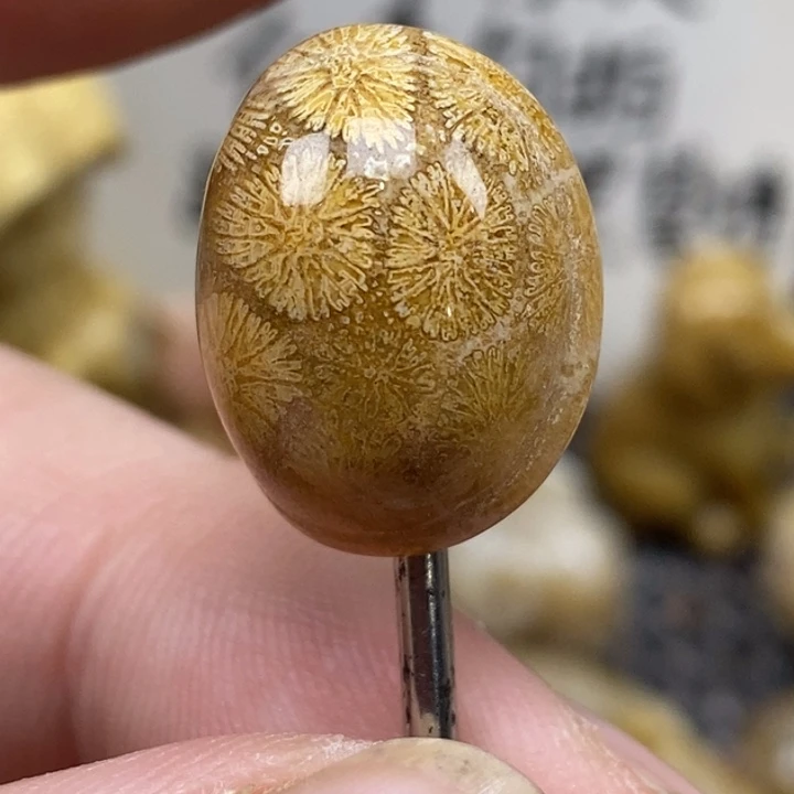 硅化珊瑚（珊瑚玉）未镶嵌颈饰小