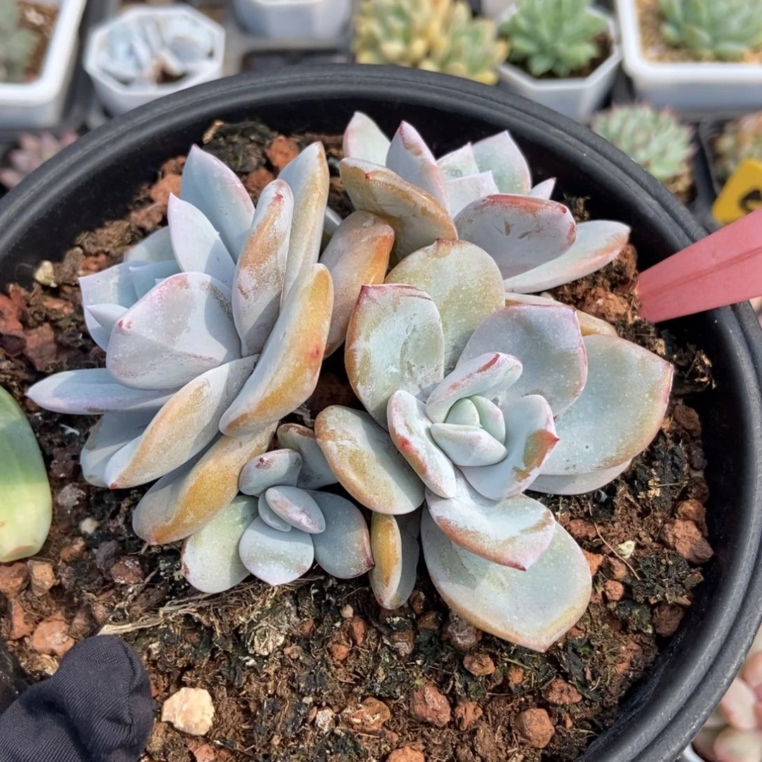 512奶茶多肉植物保护