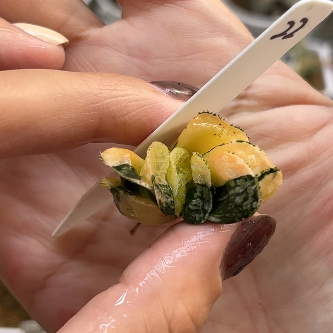 22摩多寿锦（根不好介意勿拍）脱土发福利专场