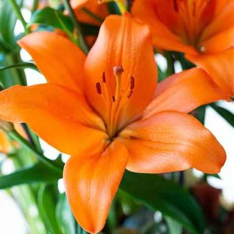 【桑德兰14/16】（3颗，5颗，10颗）LA系列 荷兰进口百合种球拍三发六