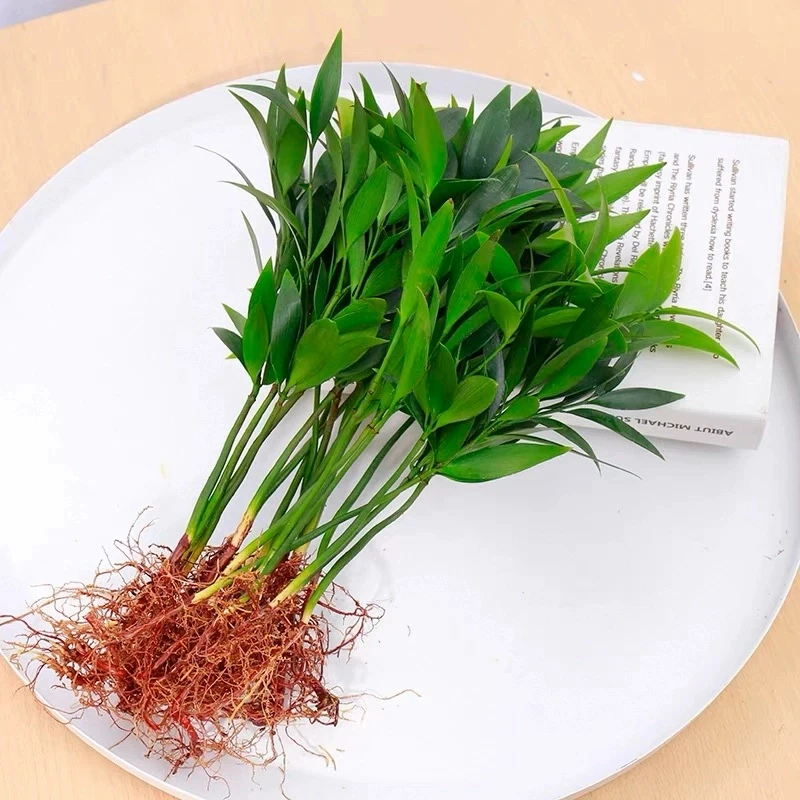 驱蚊水培植物竹柏富贵竹办公室内桌面绿植水养小盆栽花卉四季常青