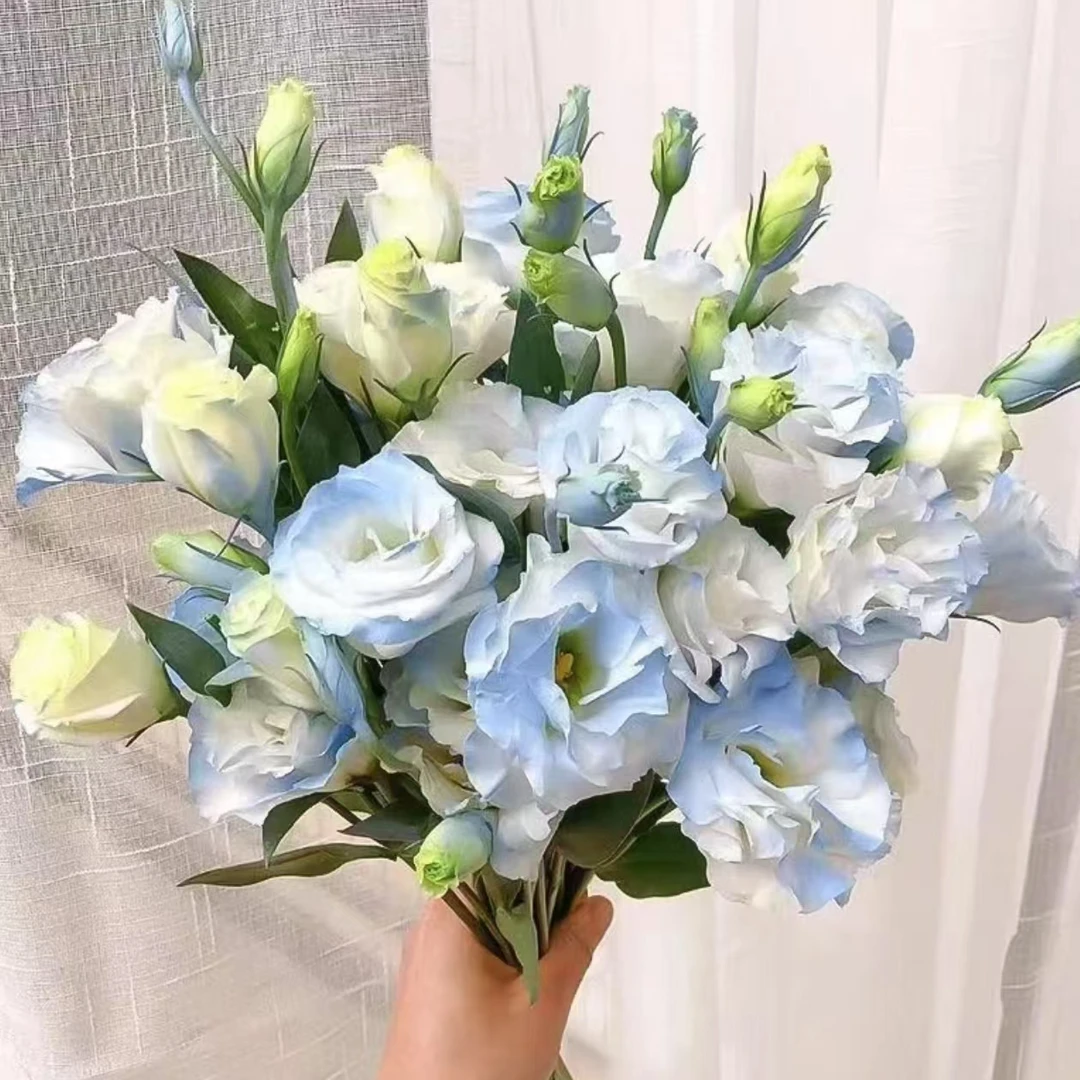 鲜花【碎冰蓝洋桔梗】云南基地鲜花 同地址两单发冷链