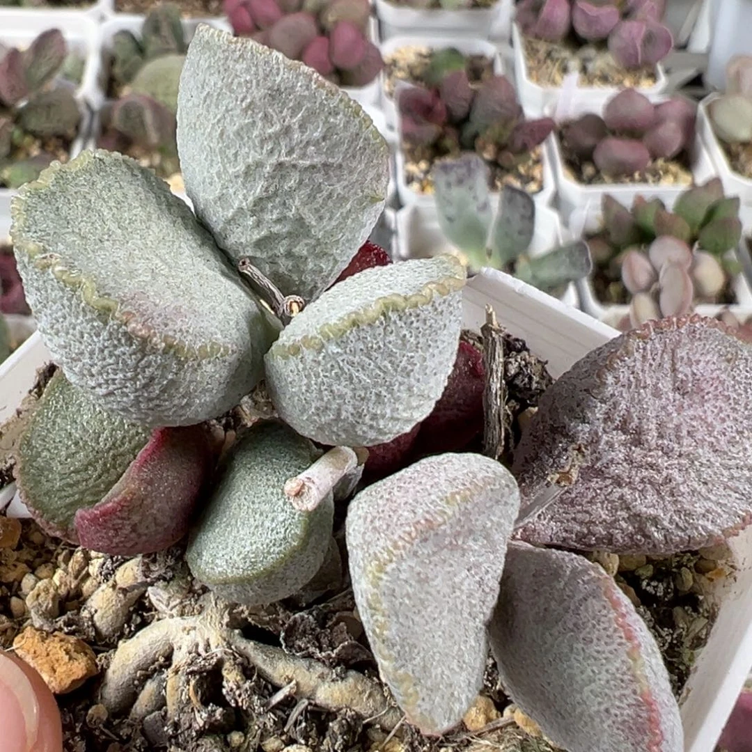w圣姬磨砂蛋多肉植物