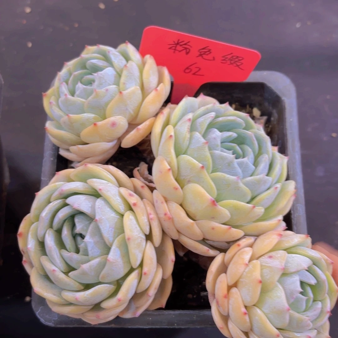 不***️云南金致家精品多肉
