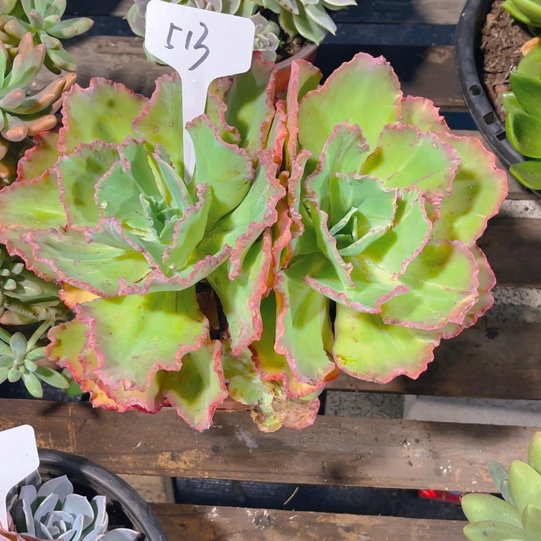 雪***宇0000000000000000513