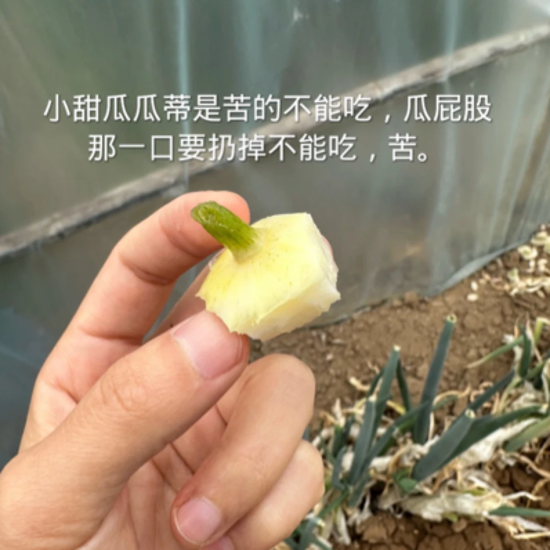 山东济宁早甜脆香瓜 净重3/5斤 顺丰包邮
