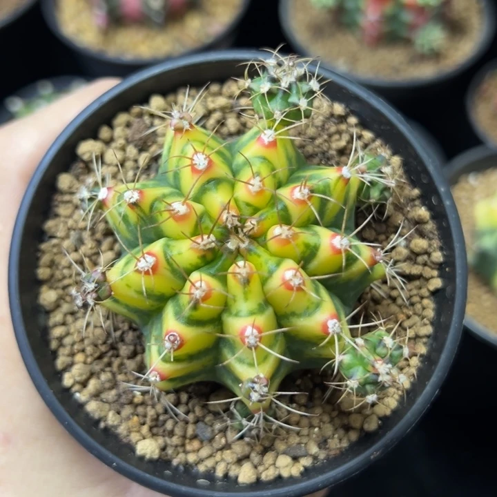 花田侧芽自根脱土发货