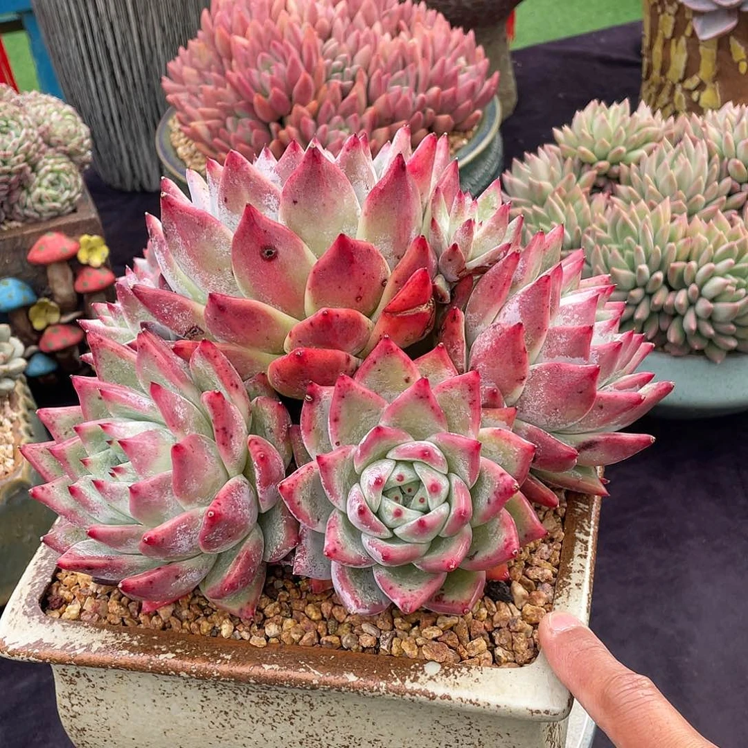 多肉植物带盆物流