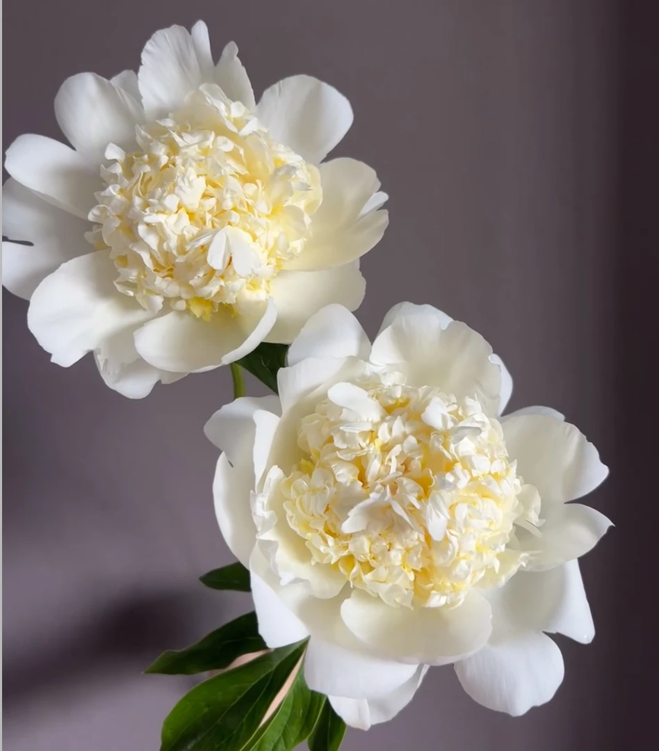 【花之屿】芍药新娘礼服 鲜切花 云南直发一单顺丰冷链两单空运