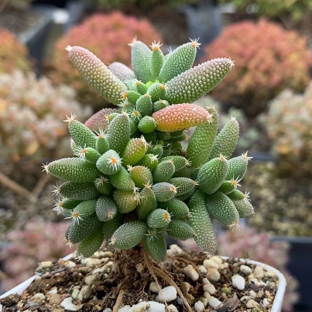 实生玉米7171枝干番杏