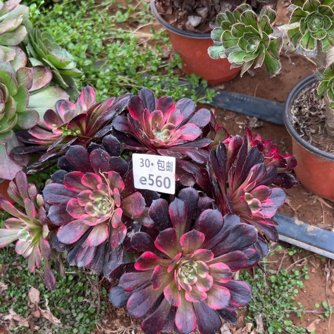 快**活560黑金刚多肉法师