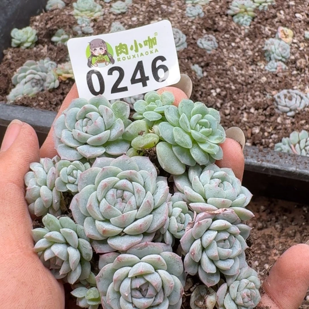 多肉植物多肉植物