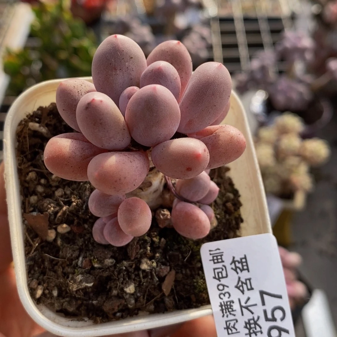 香水手指957/3c m