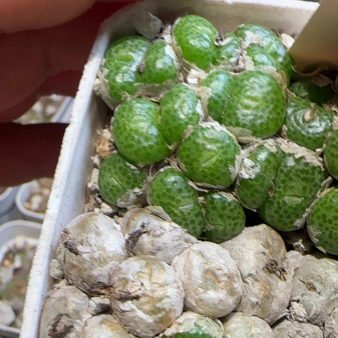 黄***悠青团多肉植物一颗