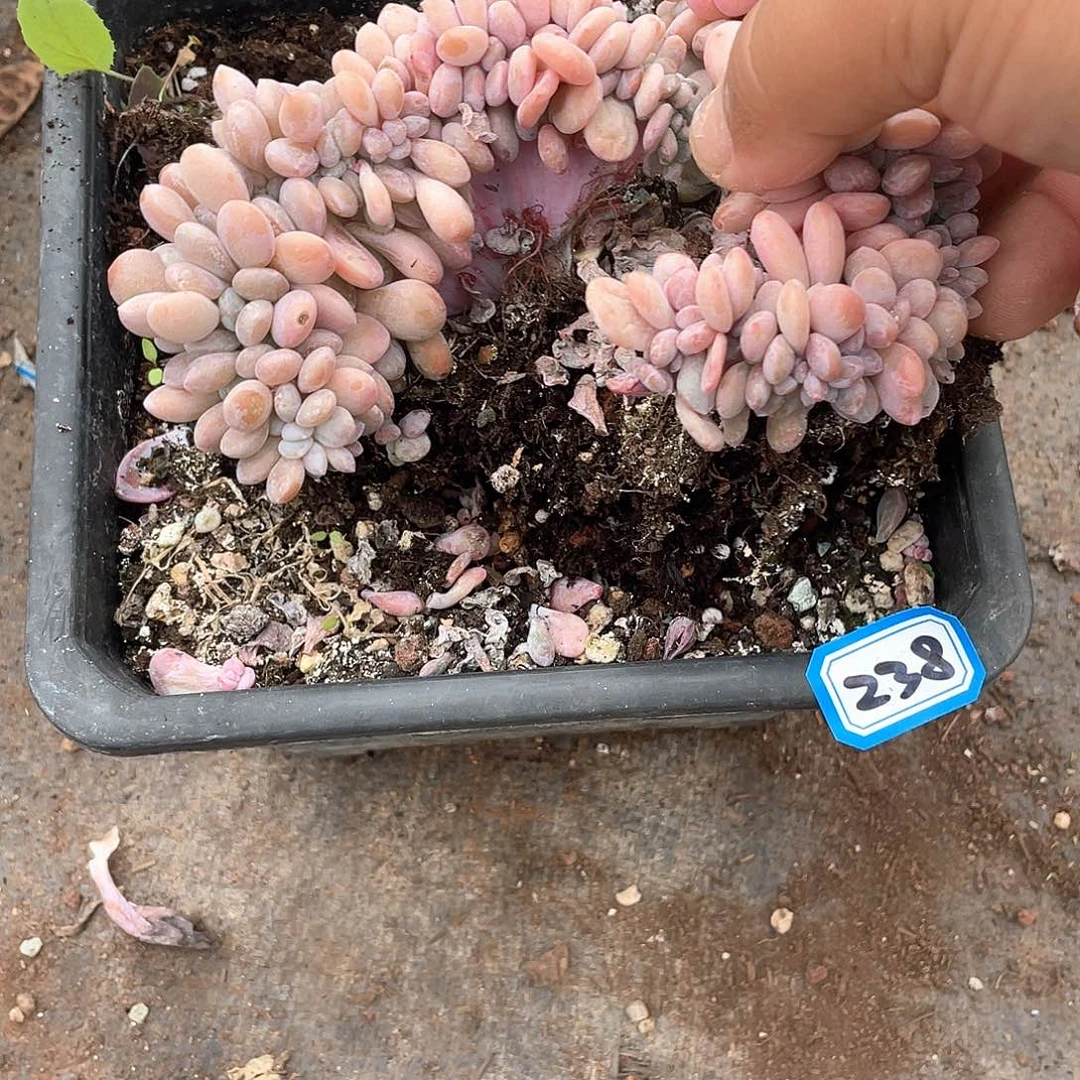 238粉兔 一物一拍多肉