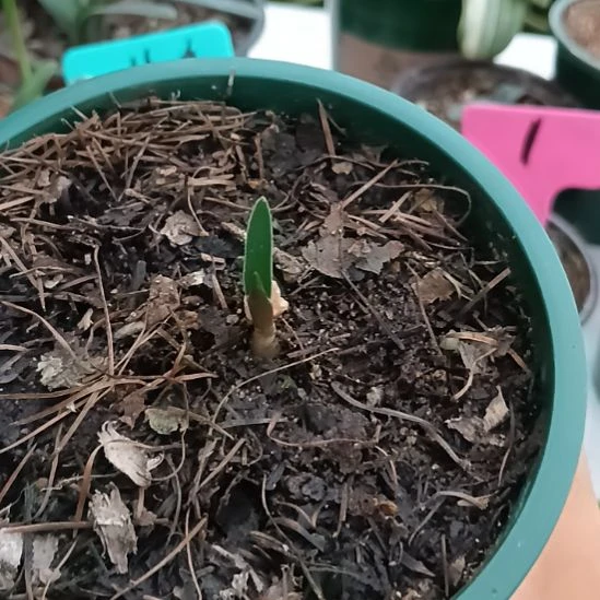 高***水无花朵君子兰小苗君子兰小苗君子兰小苗君