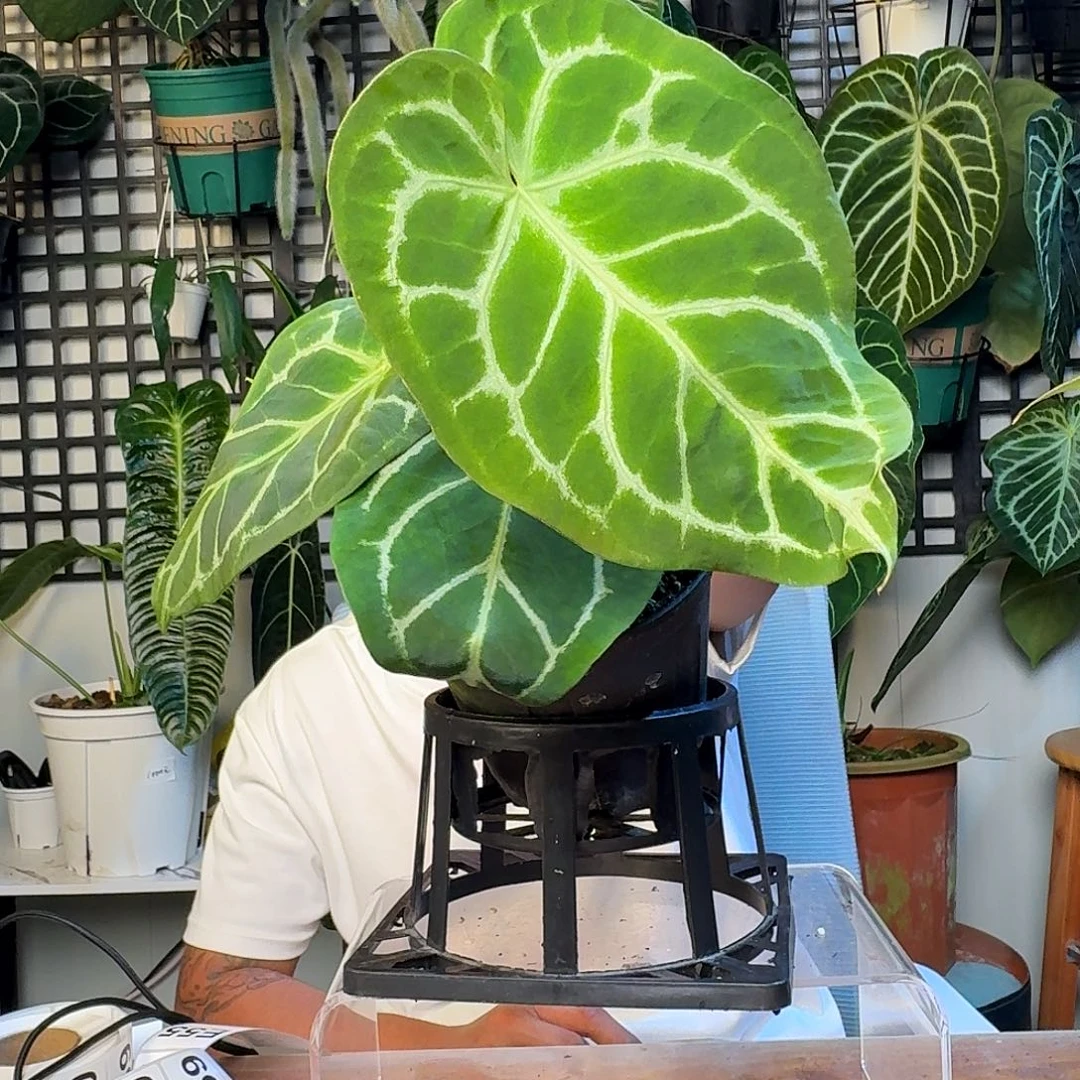 无花朵铭****艺一物一拍E53