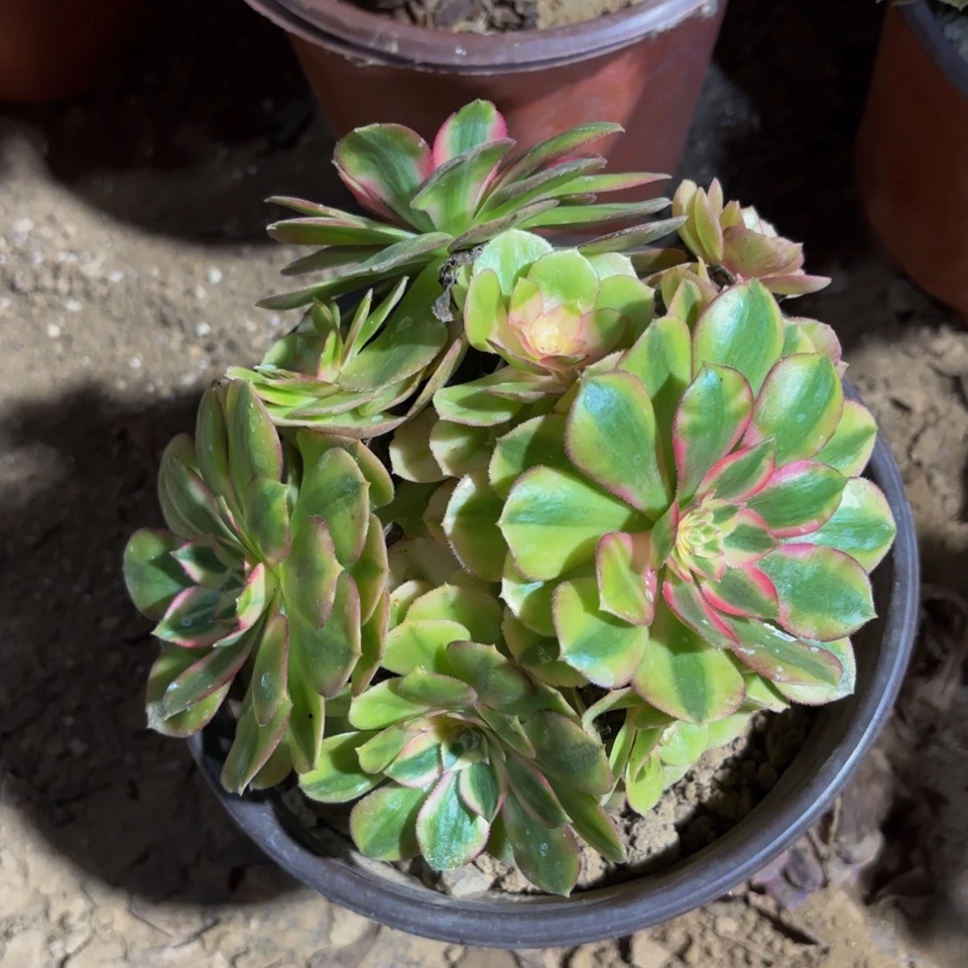 倾城荔枝大颗选好的9.9