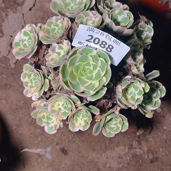 2088迈巴赫多肉植物