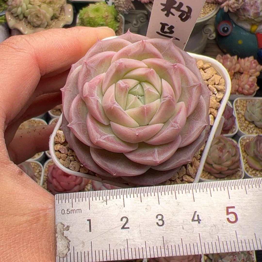 332 多肉植物组合盆栽