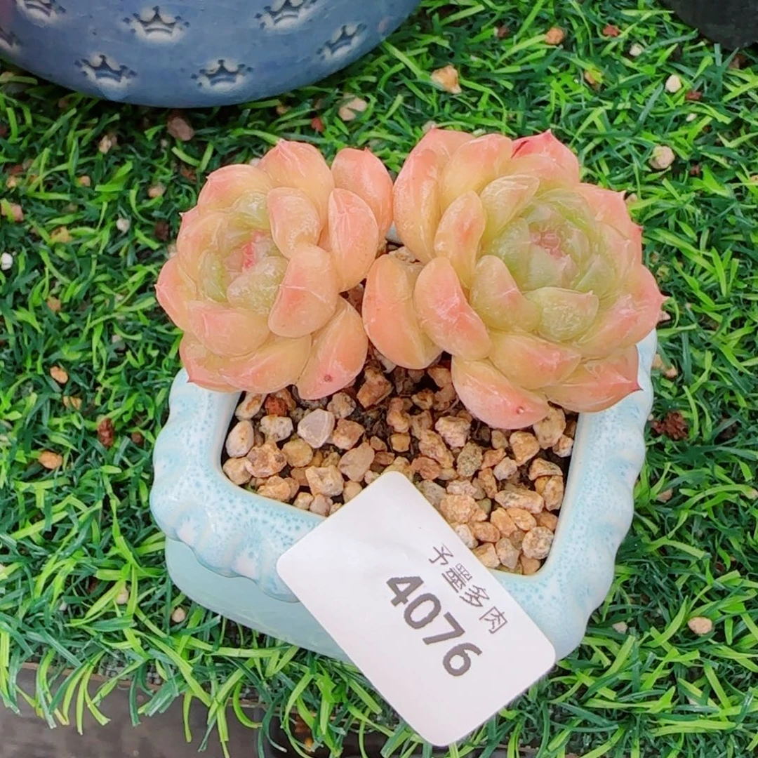 白恋，4076多肉植物