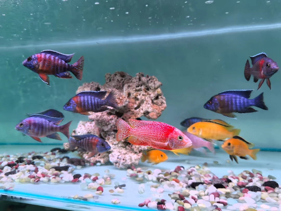 三湖慈鲷鱼活体中小型耐养热带淡水观赏鱼 专拍链接