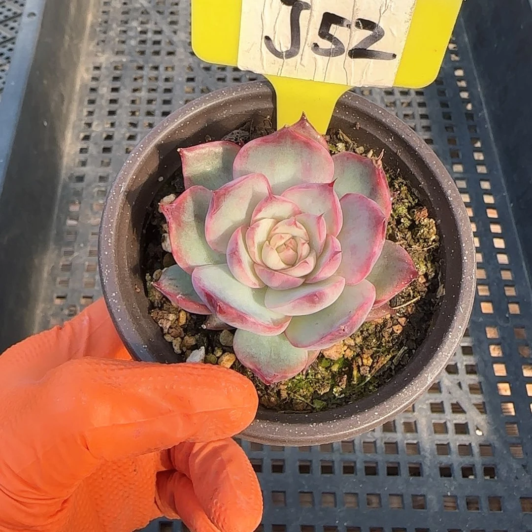 Y*J52惊鸿单头多肉