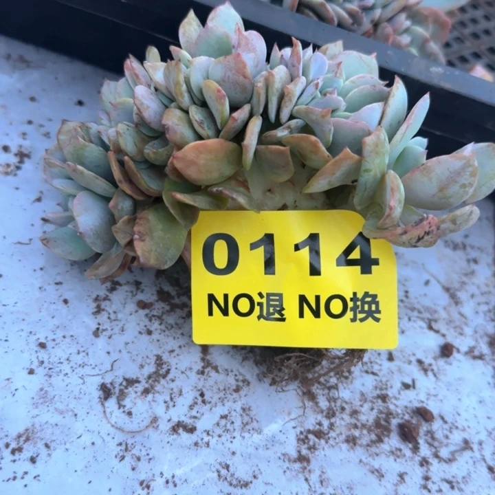 0114号小板子粗腿血凤缀
