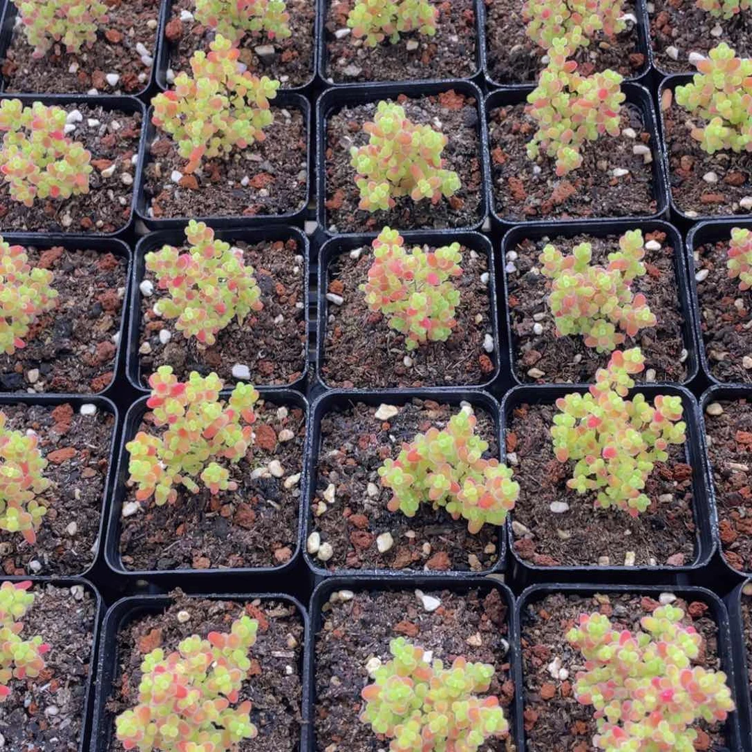 量拍58号 小树造型蜜桔枝干群一个