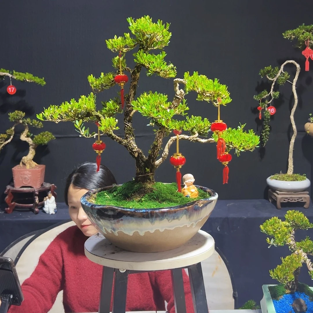 绿植G*-广东皱皮黄杨木