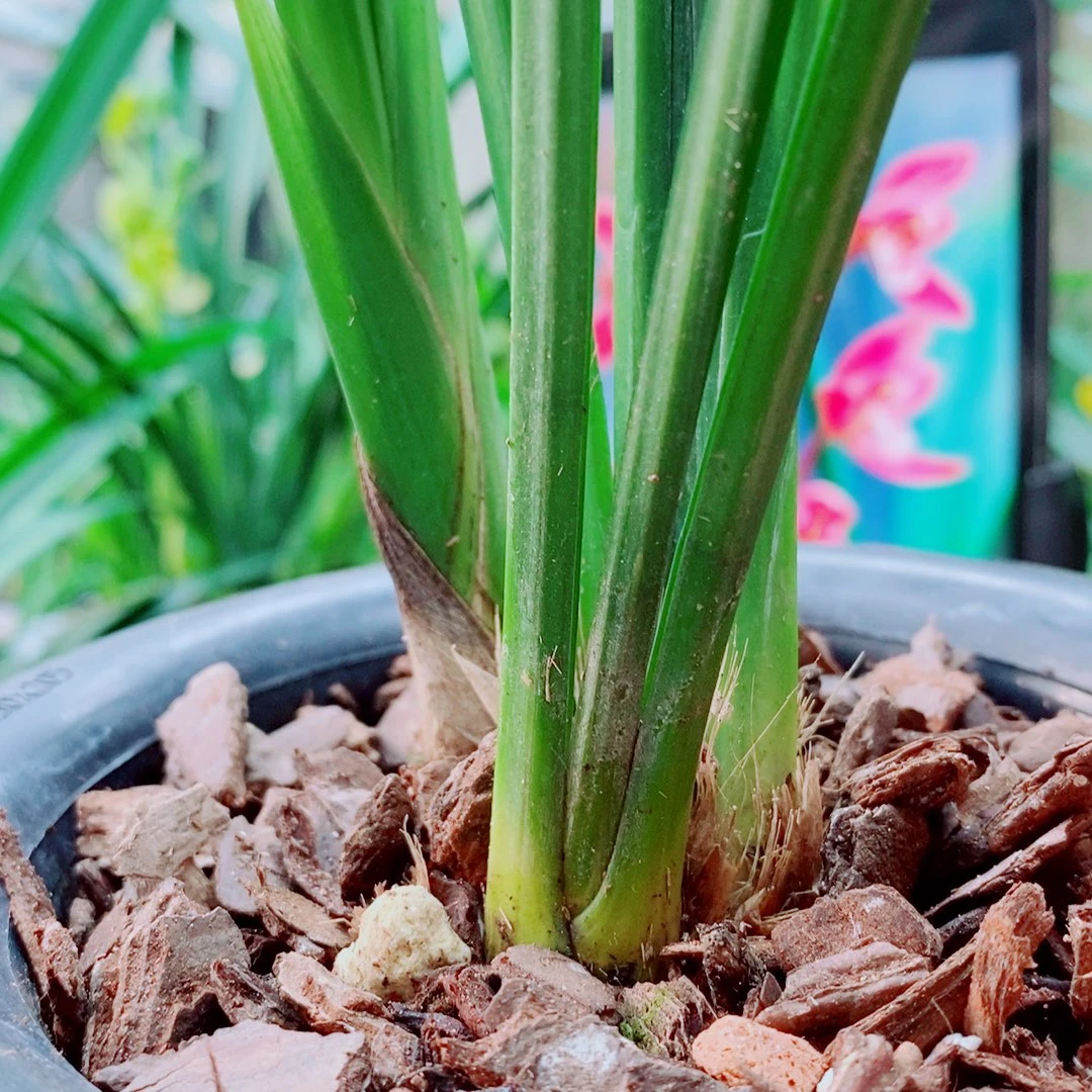 当前无花栽培后可以开花