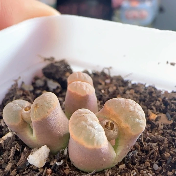 1557/三头ban'ke磁铁/