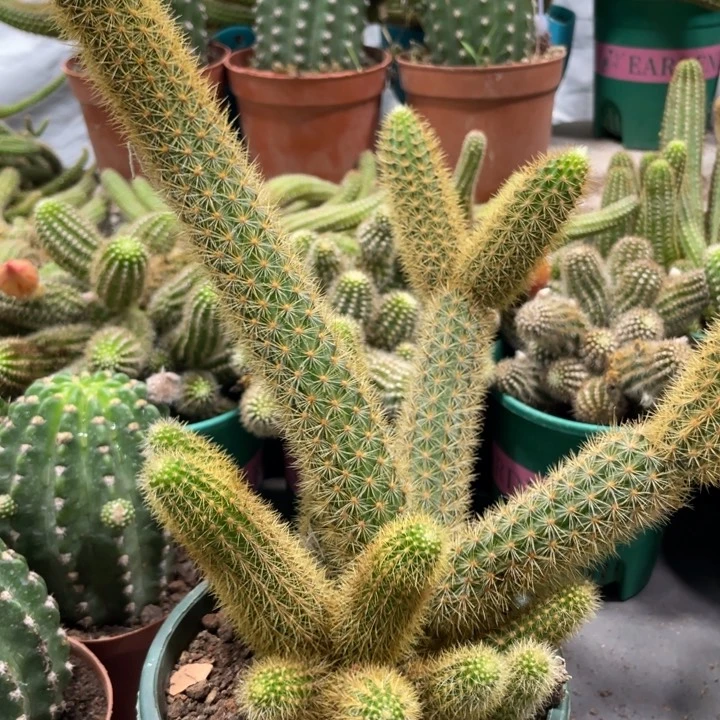 超大群新品金妞红蜻蜓