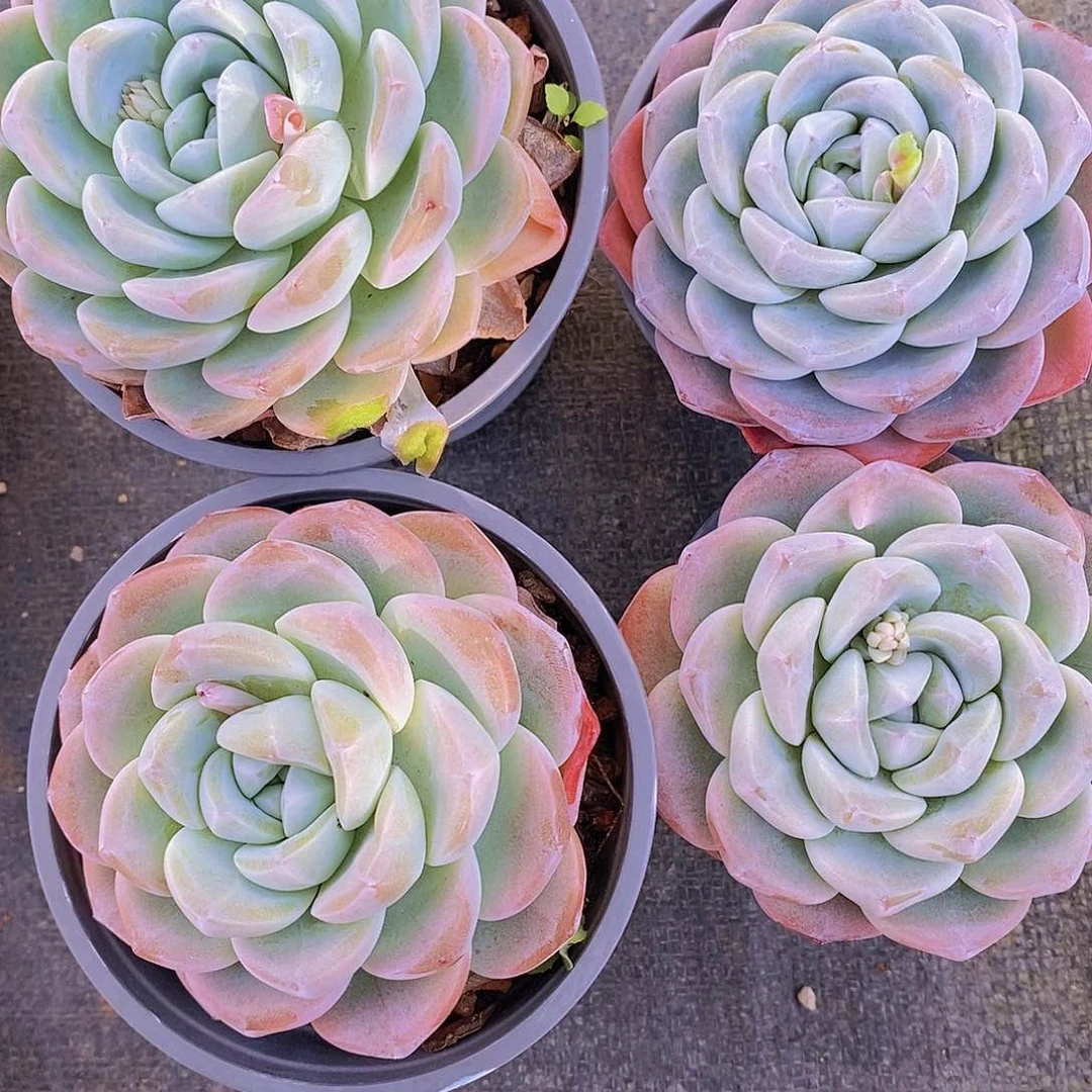 单头冰玉四颗包邮