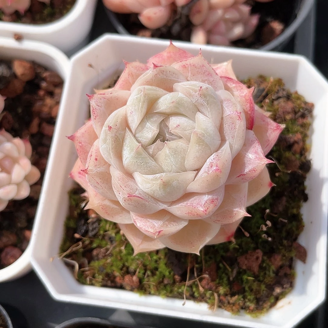 乐****a优选77号女王8580