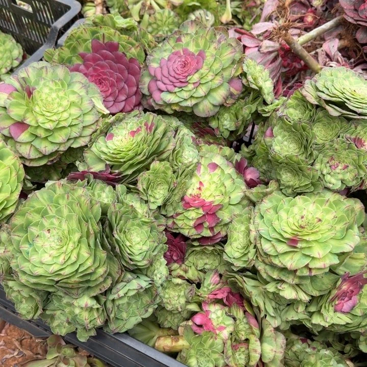 知否老桩嫁接群生啊啊