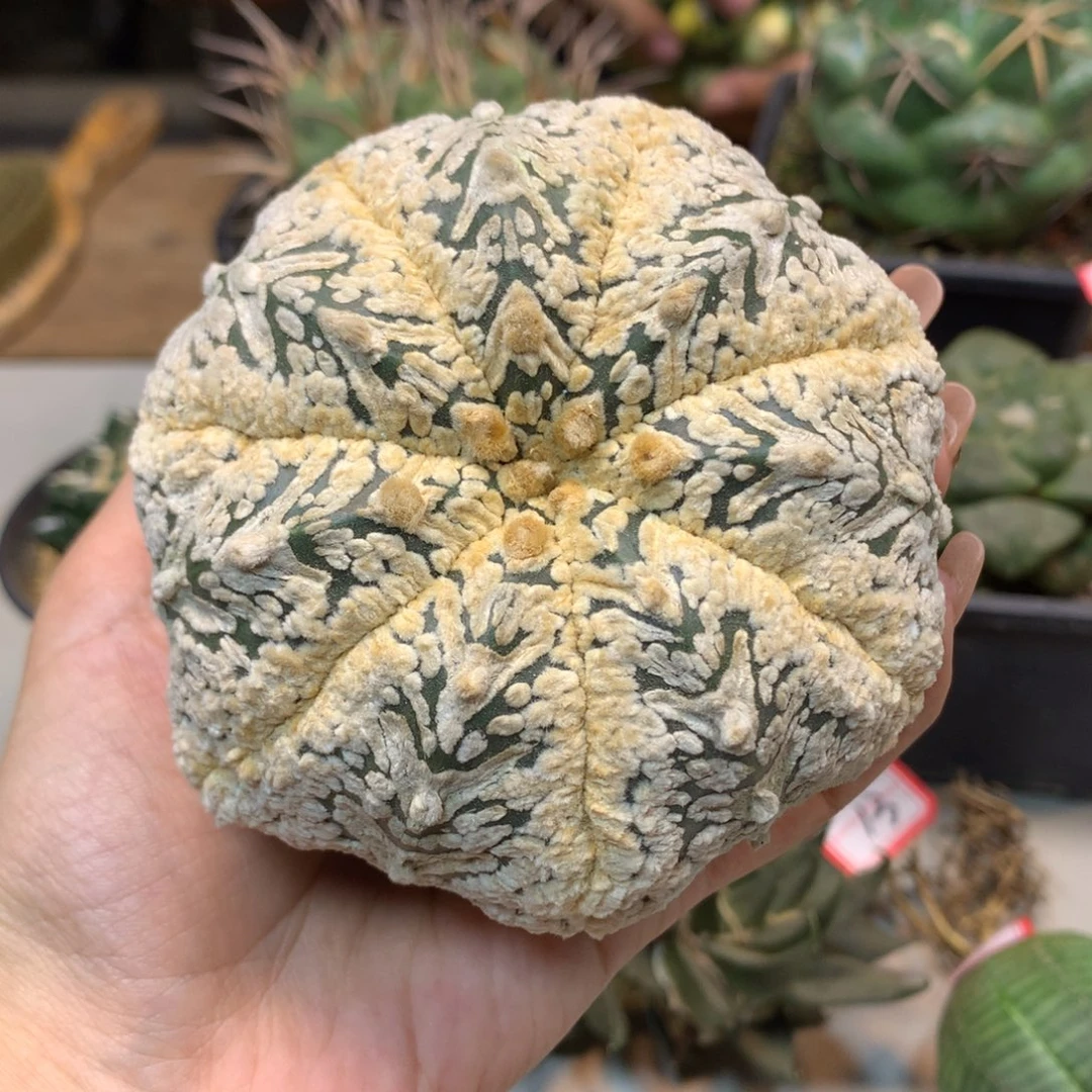 28号  苗接海星v兜9公分 无根