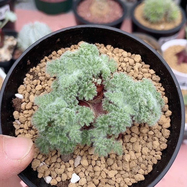 299白皮月界多头块根