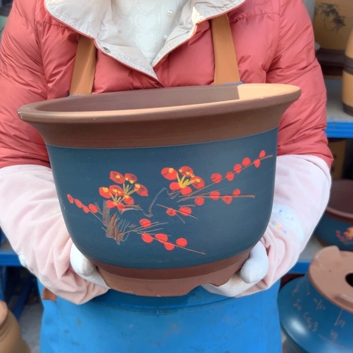 25蓝点菜平角金钟花盆花盆花盆