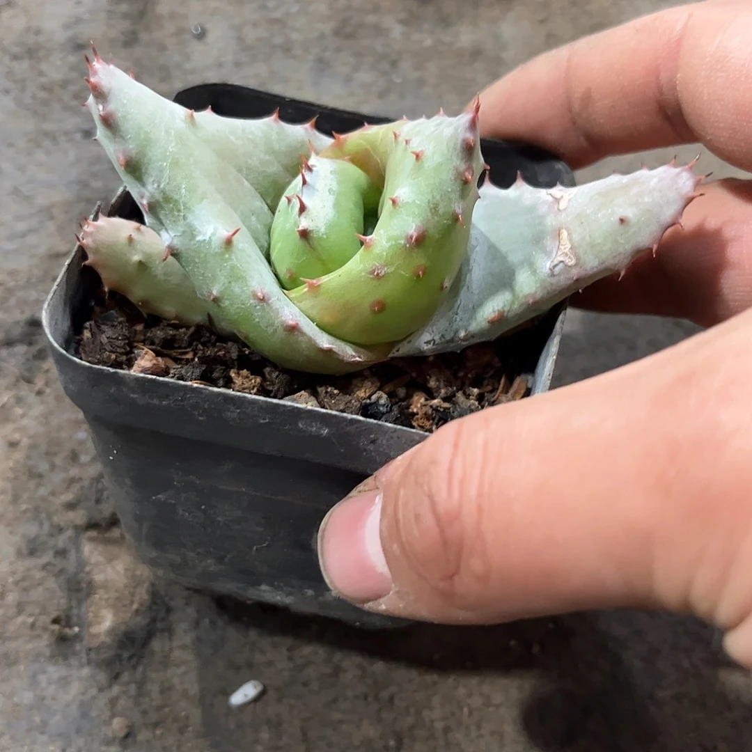 鬼切芦荟单头发货有根