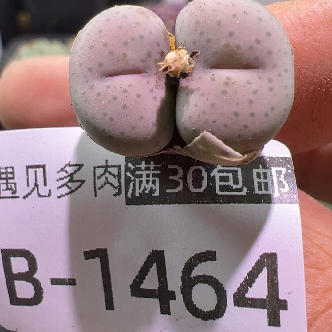 多肉植物1111111111111