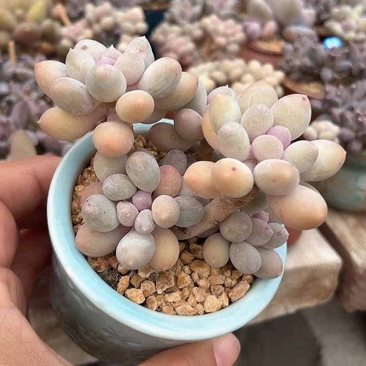 溜溜球 带盆发货 7口盆