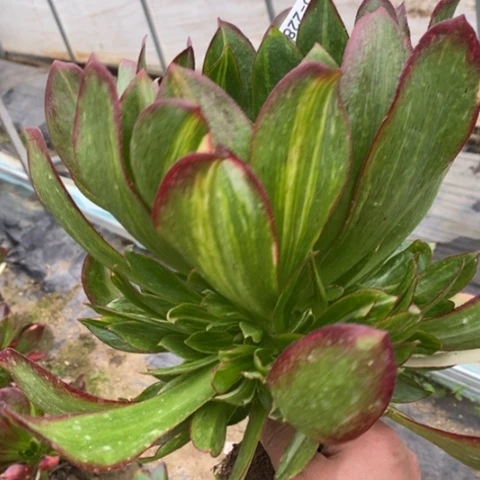 228魅影满25包邮多肉