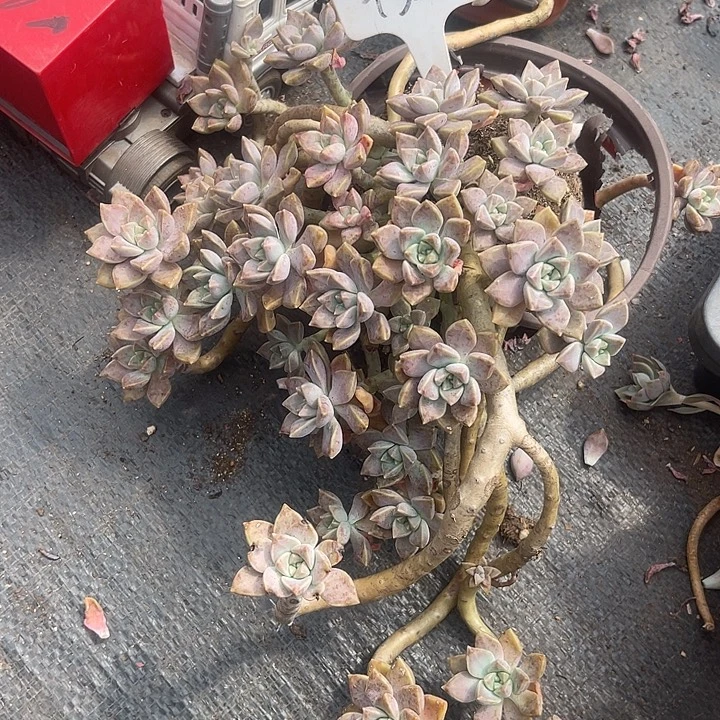 茉***～晨语多肉，一物一拍326
