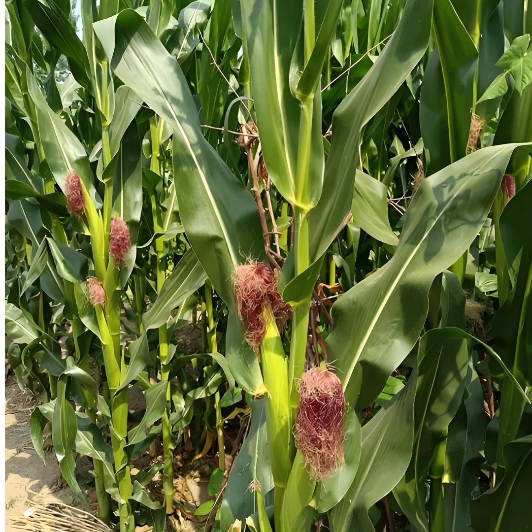 农家自种玉米，新鲜采摘，净重1斤左右