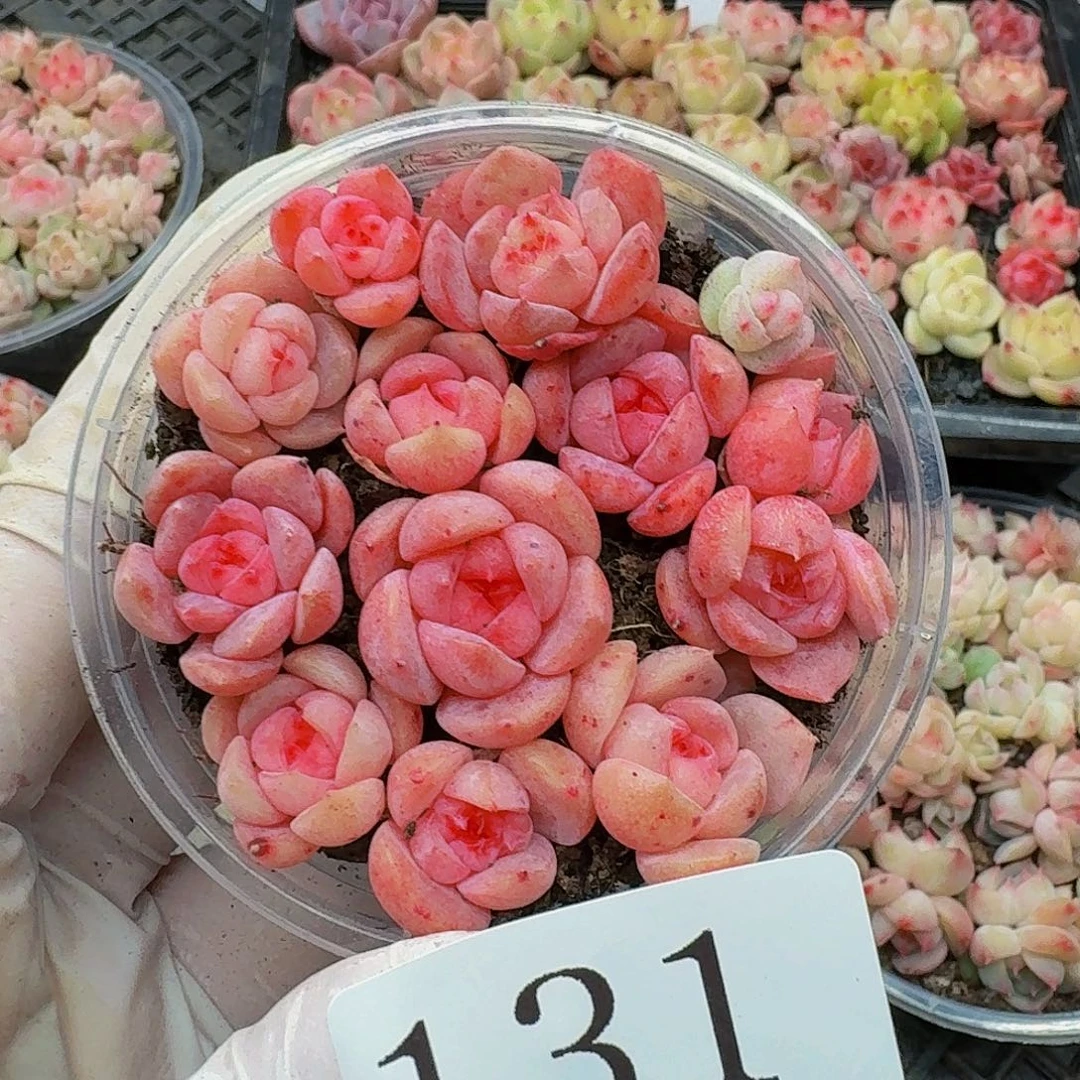 多肉植物多肉植物131